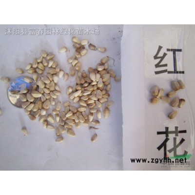 玉蘭*新品種 嬌紅玉蘭產地 嬌紅一號玉蘭苗 大紅花重瓣玉