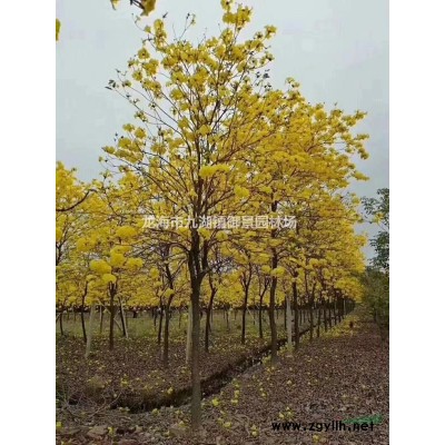 三角梅盆景 三角梅盆景價格 三角梅樹樁