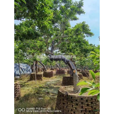 大王椰子價格 大王椰子行情 大王椰子報價 大王椰子