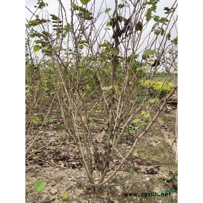 蕭山供應鋪地柏：地栽苗：毛球：等各類規格