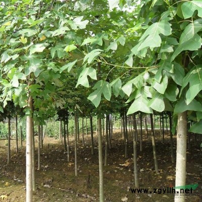 供應泡桐價格、泡桐圖片、泡桐樹綠化苗木基地直銷