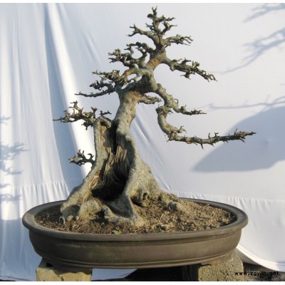 綠化造型羅漢松  景觀樹 羅漢松  樹木盆景