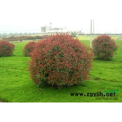 浙江紅葉石楠球