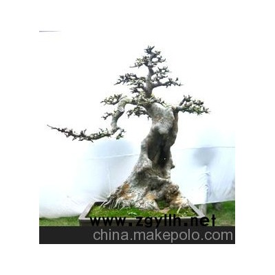 供應(yīng)精品盆景 榆樹(shù)盆景 樹(shù)木盆景 造型羅漢松盆景