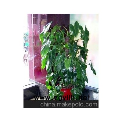 綠化養護樹木盆景