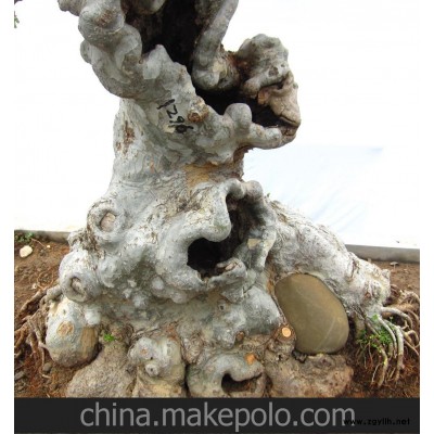 榆樹(shù)老樁 榆樁盆景 造型榆樹(shù) 綠化造型羅漢松