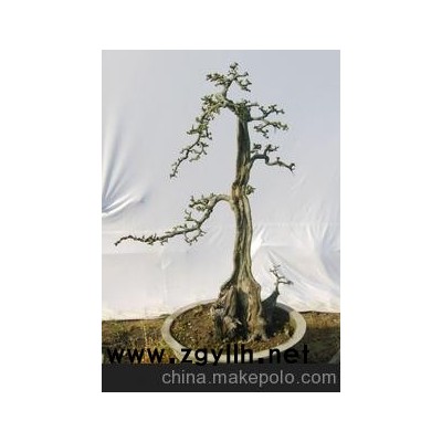 樹(shù)木盆景 榆樹(shù)盆景 樹(shù)樁盆景 綠化造型大樹(shù)