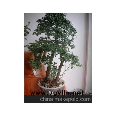 懶人花卉 水培花卉盆景