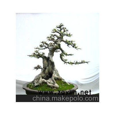 供應(yīng)精品盆景 榆樹(shù)盆景 樹(shù)木盆景 綠化造型大樹(shù)