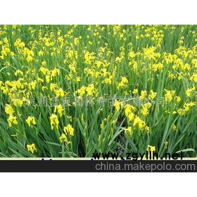 黃菖蒲等 水生植物