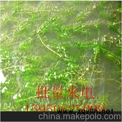 輪葉黑藻+沉水植物+河道綠化+凈化水質(zhì)