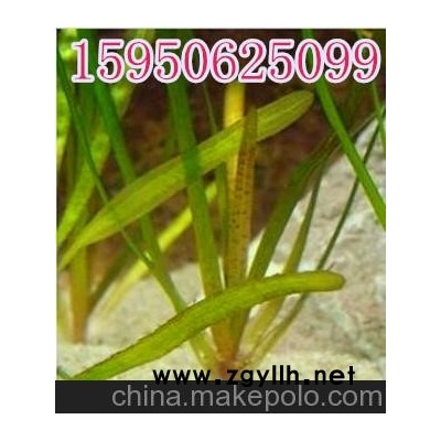 苦草苗 沉水植物 河道綠化+凈化水質(zhì)