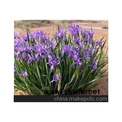 廠家供應(yīng)批發(fā)馬蘭花 馬藺苗 馬蘭花苗/多年生宿根植物 工程綠化苗