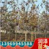 落葉喬木法桐樹苗園林工程綠化苗木街道風(fēng)景樹速生