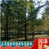 直供1-80公分銀杏樹苗白果小苗嫁接樹綠化苗木行道綠化小區(qū)美化