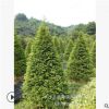 批發(fā)2-3-5公分紅豆杉樹苗 名貴健康樹種 四季常綠綠化喬木 規(guī)格多