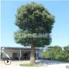 批發(fā)香樟樹苗 湖南移栽多頭香樟 30公分骨架香樟樹圖片 綠化苗木