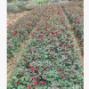 批發月季 湖南月季花小苗園林植物 花色紅艷 月季價格