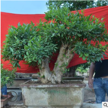 苗鋪直銷石榴樹造型優(yōu)美掛果石榴樹樁盆景庭院別墅綠化造型樹