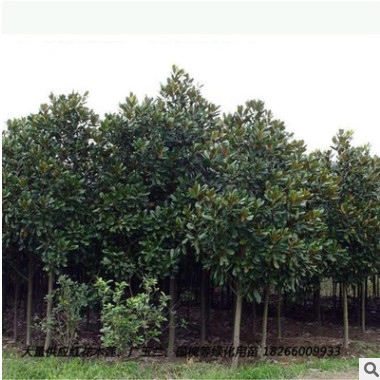廣玉蘭小苗直銷 綠園林化苗木 行道樹果樹廣玉蘭苗木