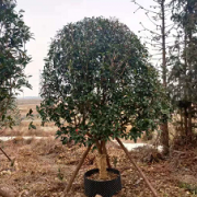 桂林市臨桂區景乾花木場