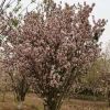 西府海棠10—20cm