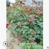 批發月季花苗 小葉大花鉆石月季小苗 湖南大葉豐花月季價格 量大