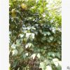 湖南油茶樹基地供應 高產油茶苗 油茶嫁接茶花價格低 綠化苗木
