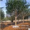 批發樂昌含笑 湖南3-10-15公分全冠截桿樂昌含笑樹苗價格綠化苗木