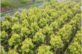 現在種植綠化苗木要掌握以下關鍵措施，少有不慎，就會當柴火燒