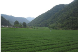 春來花枝俏！青田花卉苗木市場生意回溫~