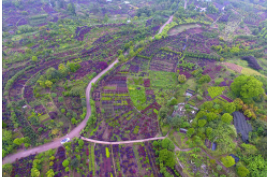 南下“尋”境，中國的園林藝術令人驚嘆，你知道哪些著名的園林？