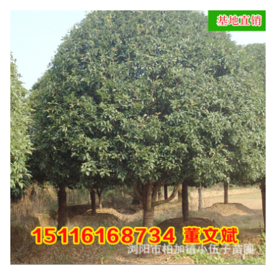 批發湖南桂花樹 八月桂20公分各規格精品苗木庭院綠化 基地直銷