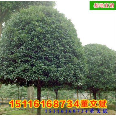 批發骨架香樟樹 移植規格齊全 量大從優香樟常綠喬木湖南基地廠家