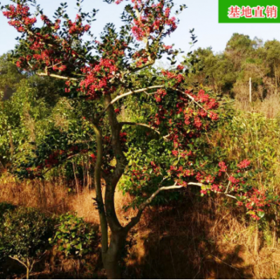 批發造型無刺狗骨 精品綠化苗木進化空氣去甲醛樹苗 基地直銷