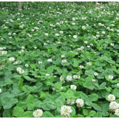 批發白三葉草種子三葉草種 綠化草籽紅三葉慧亞包衣 牧草草坪種子