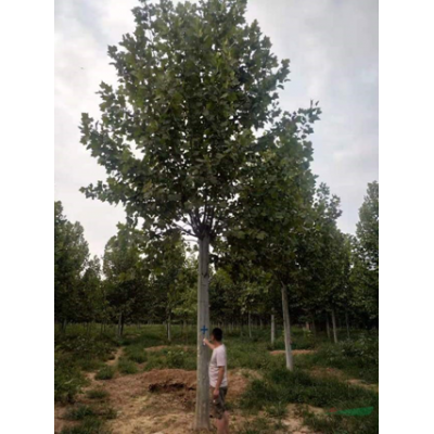 山東法桐價格便宜 老法桐 濟寧法桐價格 華東地區法桐批發基地