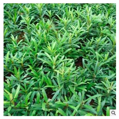 長期供應羅漢松苗木 精品羅漢松苗木批發 湖南苗圃直銷 貨源充足