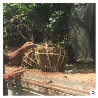 直供茶梅樹 行道景觀綠化樹茶梅 貨源充足 多規格 易成活