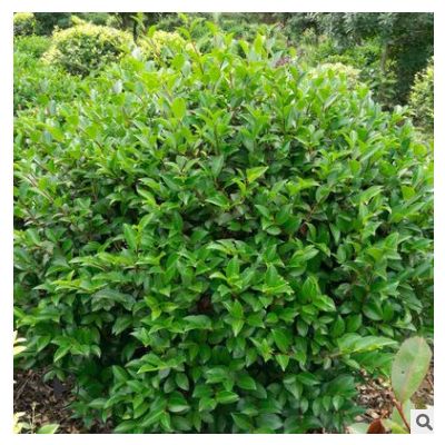 直銷園林綠化樹茶梅球 行道景觀綠化樹 價格實惠 可批發 易成活