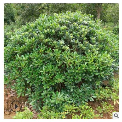 綠化灌木海桐球批發 多規格精品海桐球 規格繁多 量大從優 可批發