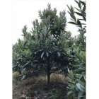 枇杷供應_江西九江枇杷_供應枇杷樹