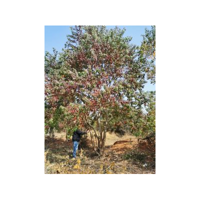 叢生烏桕出售，叢生烏桕批發(fā)，江西叢生烏桕哪里好