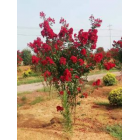 美國紫薇1.5-1.8米冠的出售，叢生美國紫薇哪里好，江西美國紫薇