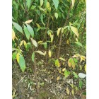 香港四照花小苗