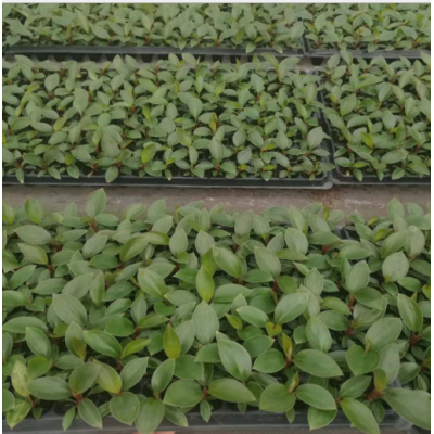 基地直供蔓綠絨紅鉆美國紅金鉆特價批發室內觀葉盆栽美紅組培苗