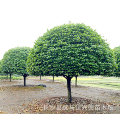 批發桂花 湖南桂花樹 金桂 八月桂花香花期長 長沙綠化苗木