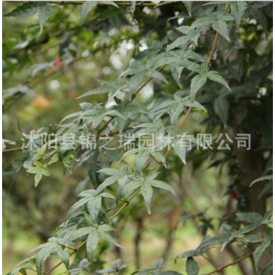 批發精品日本紅楓樹苗 行道風景樹 三季紅楓 工程綠化苗木