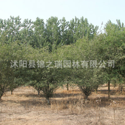 垂絲海棠樹批發 可盆栽垂絲海棠花樹海棠盆景園林綠化苗木