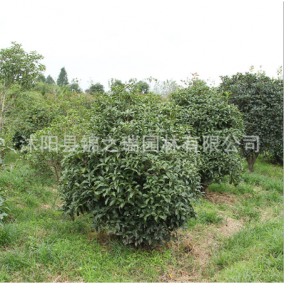 庭院可盆栽金桂花苗 綠化工程苗木 觀花植物 金桂桂花樹苗批發